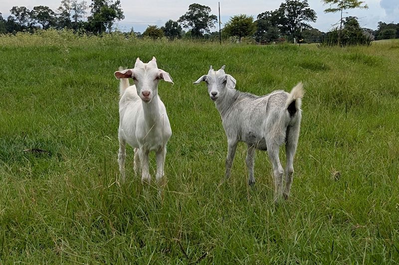 2025 Goats for sale